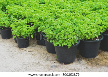 nursery stock,  nursery plants, planting stock