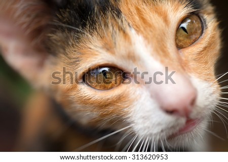 cat eyes closeup