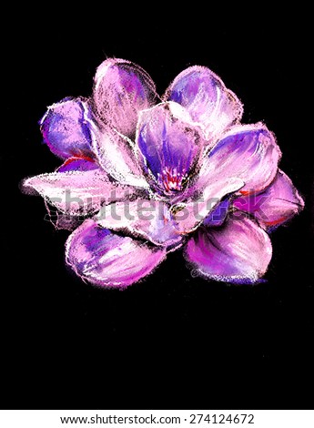 Illustration of a tender pink magnolia flower on black background