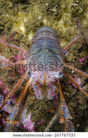 The Channel squat lobster (Munida subrugosa) lives in sand, mud and hard substrates of the southern fjords of Chilean Patagonia. Lives between 5 to 137 meters.