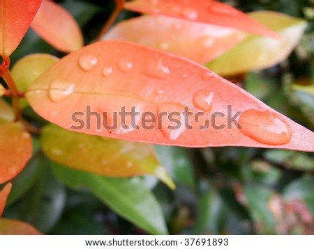 Red leaves holding clear rain droplets