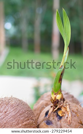 A sprout of coconut tree, It's beginning start to big coconut tree in the future.