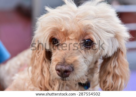 Lonely dog,Thousands of dogs Poodle.