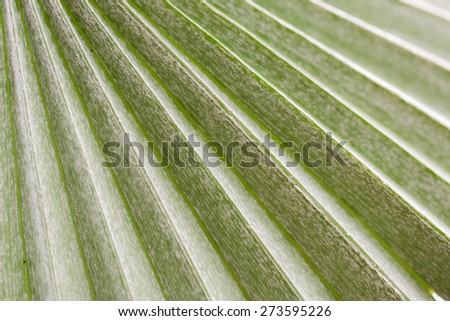Palm leaf structure green