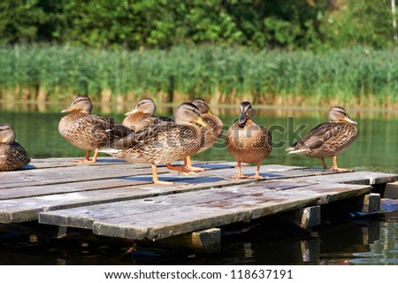 Ducks on a wooden raft
