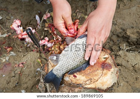 Cutting fish caught. Cruelty to animals.