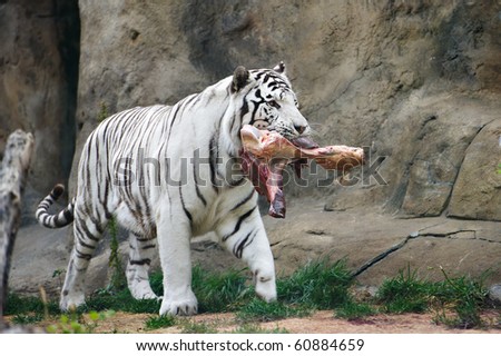 White tiger with a piece of meat in the mouth in zoo
