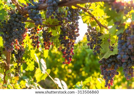 Ripe grapes in a vineyard countryside.