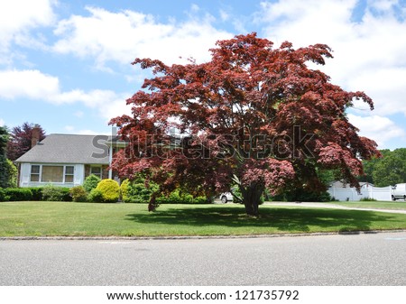 maple tree front yard japanese maple tree on front yard lawn of ranch style suburban home stock photo 121735792 maple tree front yard japanese maple tree on front yard lawn of ranch style suburban home stock photo 121735792