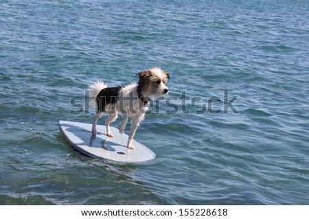 Wet Dog on Boogie Board Surfing in Beach Water