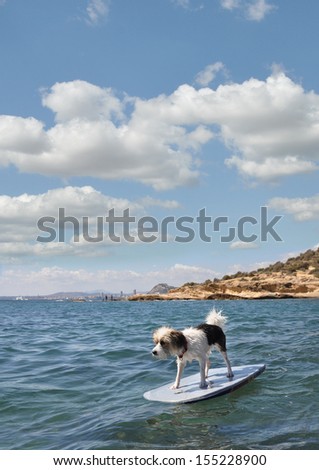 Dog On Boogie Board Surfing In Mediterranean Sea In Costa Blanca Alicante Spain Europe