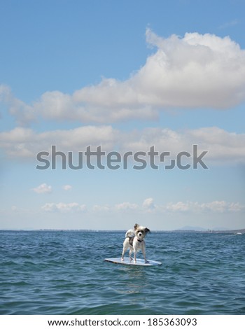 Water sport Dog on Boogie Board in Mediterranean Sea