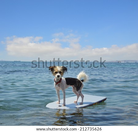 Dog Riding Boogie Board Mediterranean Sea Costa Blanca Alicante Spain Europe