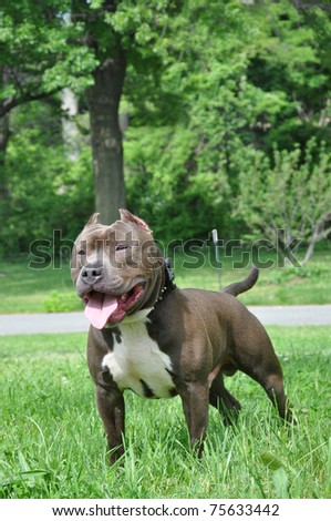 Dog in Park Razors Edge American Bully Breed Canine in Washington Heights Dog Friendly Park in New York