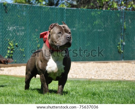 Blue Razors Edge American Bully Breed Canine Dog Posed Looking