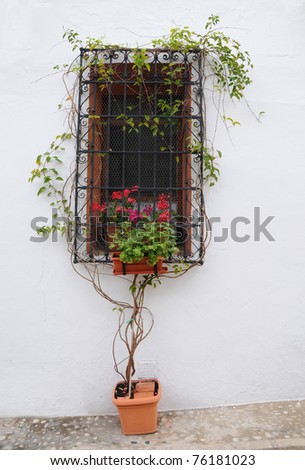 Window in Mediterranean with Flowering Vine Plant