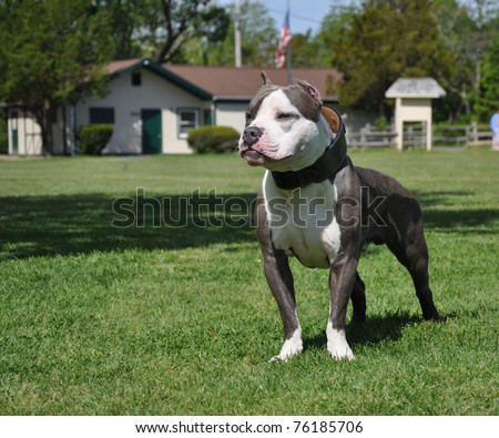 Purebred Razors Edge Blue Nose American Bully Canine Standing Looking in Dog Friendly Park