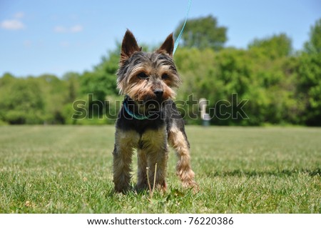 Purebred Yorkshire Terrier in Dog Friendly Park