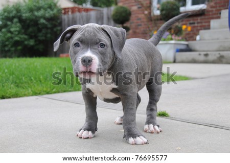 Purebred Canine Puppy Blue Nose American Bully Standing in Front Yard