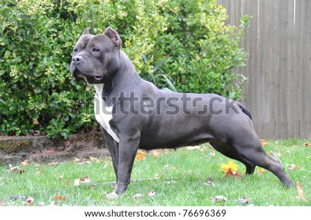 Purebred Canine Dog American Bully Seal Colored Dog Standing on Lawn in Autumn