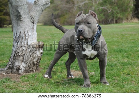 Purebred Blue Nose American Bully Dog Standing Next to Tree Trunk Staring Looking