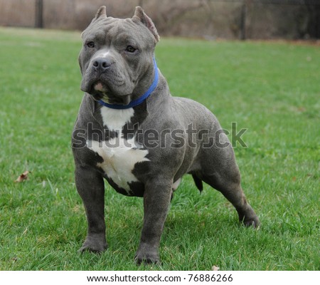 Purebred Canine Blue Nose American Bully Dog Standing on Lawn Posing Looking Watching