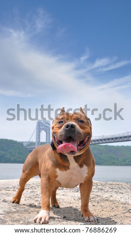 Purebred Tricolor American Bully Canine Dog on Rock. George Washington Bridge and New York City Hudson River in Background