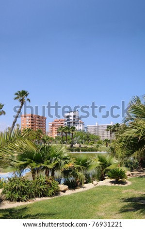 Palm Tree Tropical Summer Scene Landscape Buildings in Background