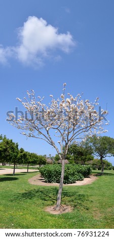 White+dogwood+tree+leaves