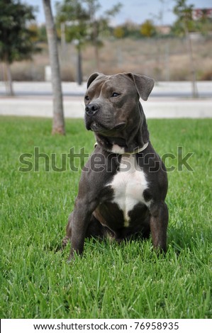 Purebred Blue Nose Canine American Bully Dog Sitting Looking Staring Watching Razors Edge Breed
