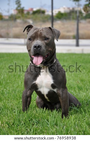 Purebred Canine American Bully Dog Sitting on Lush Green Grass with Tongue Hanging out Razors Edge Breed