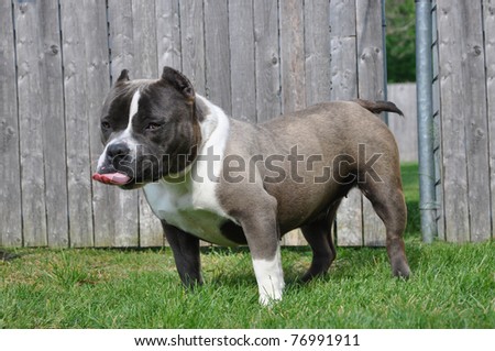 Purebred Canine Blue Nose American Bully Dog Sticking Out Tongue Standing in Front Yard on Green Lawn