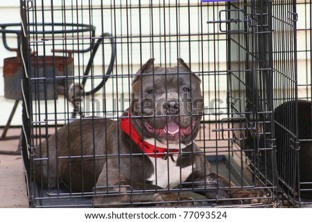Purebred Canine Blue Nose American Bully Dog laying in Crate Razors Edge Breed