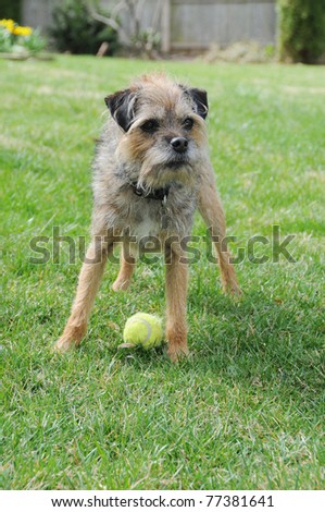 Trained Purebred Canine Border Terrier Dog Ready to Play Ball in Backyard