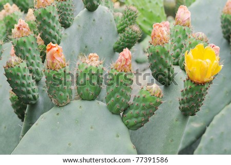 Cactus Fruit Budding Flowers