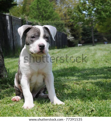 Purebred Canine Blue Nose Patch American Bully Puppy Dog Sitting on Lawn Razors Edge Breed