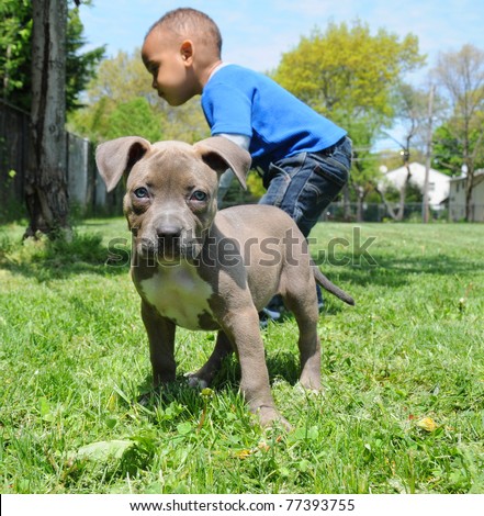 Purebred Canine Female American Bully Puppy Looking Standing with Toddler in Background on Sunny Summer Day