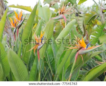 Floral Bird of Paradise Strelitzia  or Crane Flower in Garden during Spring