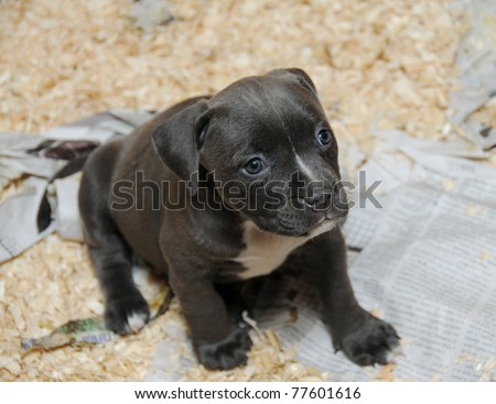 American Bully Breeds