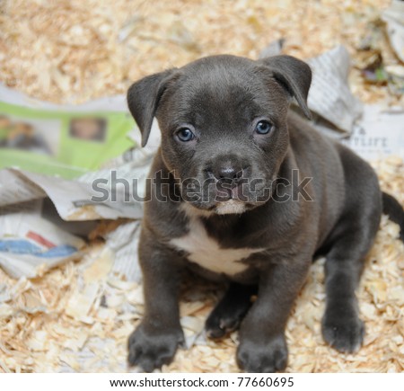 Purebred Canine Blue Nose American Bully Puppy in Whelping Box Razors Edge Breed