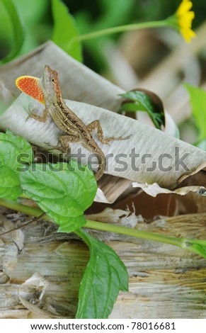 amphibian lizard