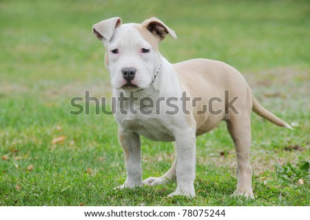 Purebred Canine Blue Nose American Bully Puppy standing in grass Razors Edge Breed