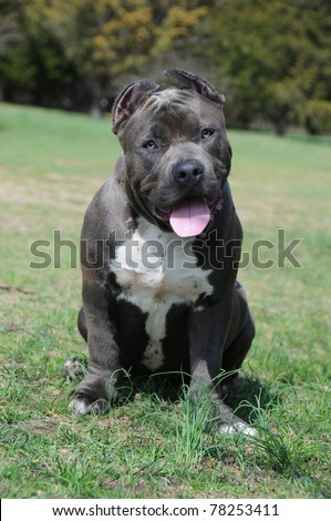 Curious Purebred Canine Blue Nose American Bully Razors Edge Breed Puppy With Head Cocked a Little to the Side