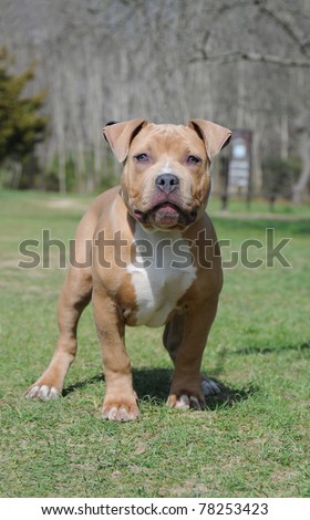 Canine Purebred Blue Nose Fawn American Bully Puppy Standing Looking Watching Waiting Outside Razors Edge Breed