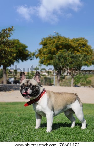 Purebred Pet Tricolor Canine French Bull Dog Bouledogue Français Puppy Wearing Red Collar with Schinus Molle Pepper Trees in the Background
