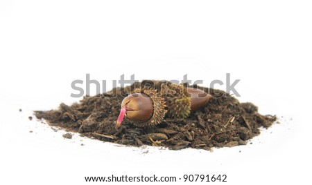 Acorn budding a plant on soil dirt isolated white background