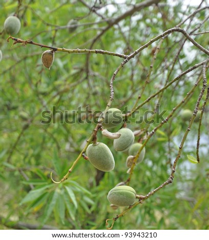 Almonds budding on Almond Tree in the mountains of Benifato a small town in the community of Valencia and the province of costa blanca Alicante Spain Europe