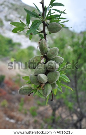Budding Almond Tree Branch in Mountains of Benifato Spain a small town in the community of Valencia and the province of costa blanca Alicante