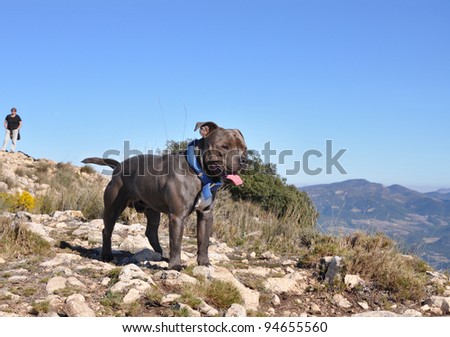 Dog Hiking with Person in distant back under clear blue sky