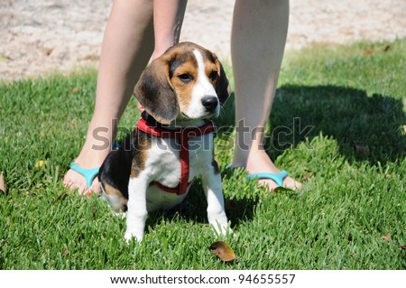 Purebred Beagle Puppy wearing red harness sitting on lush green grass looking away